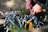 Close-up of hands organizing climbing gear, including various carabiners and ropes. The image suggests outdoor activity and preparation.