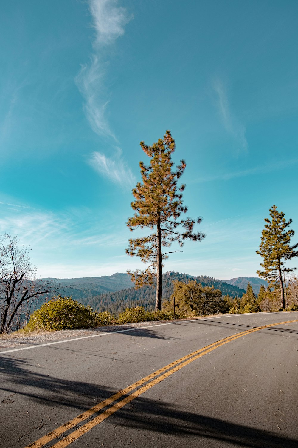 gray concrete road between green trees under blue sky during daytime