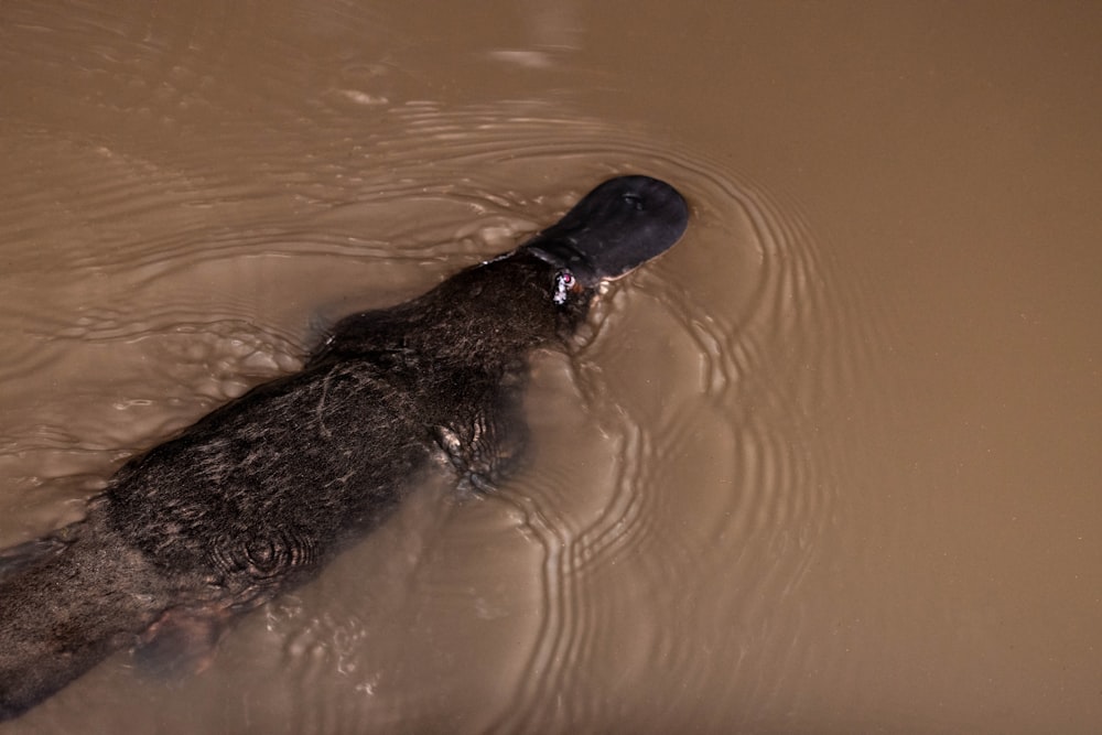 black and brown animal on water