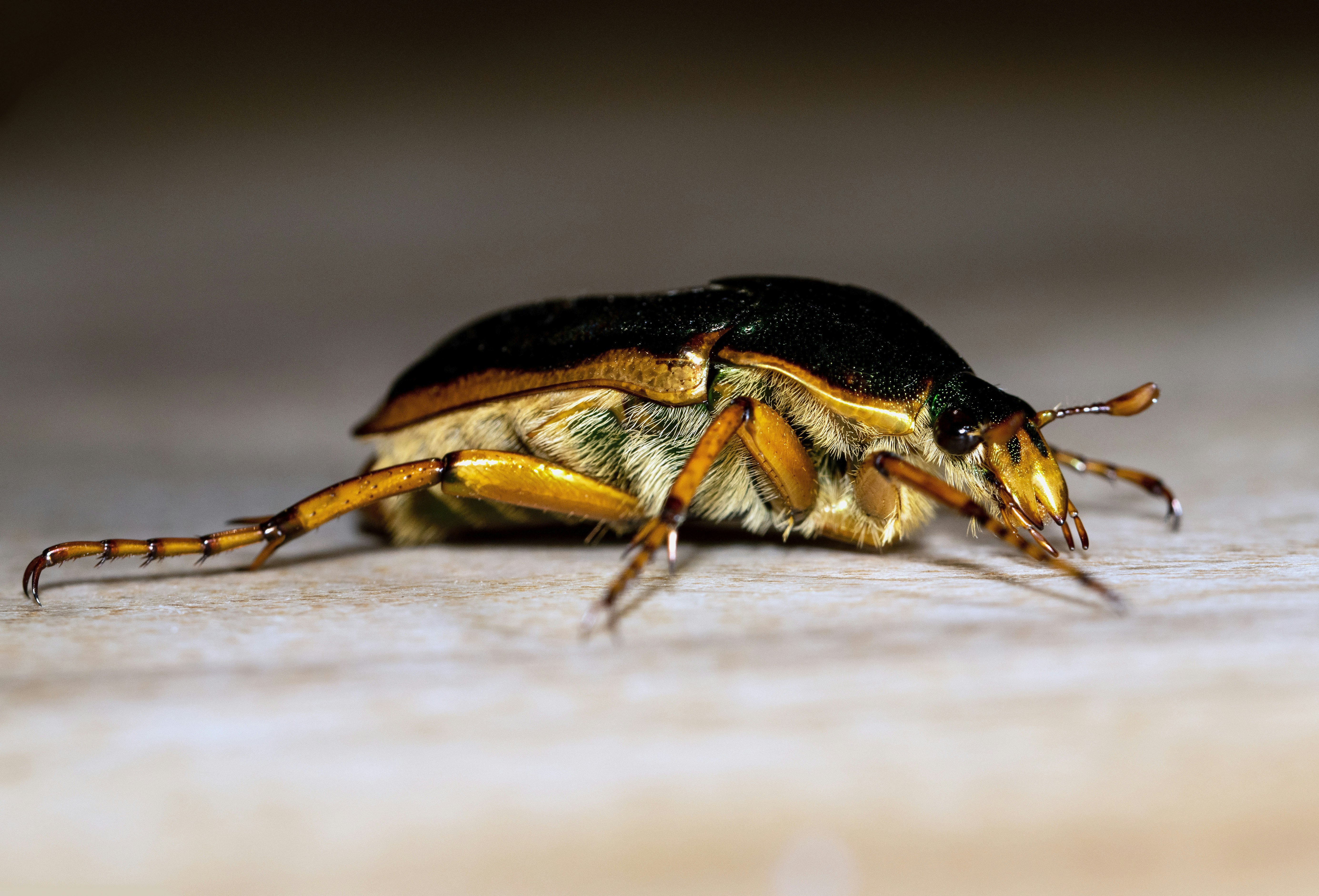 black and brown beetle on brown surface in close up photography