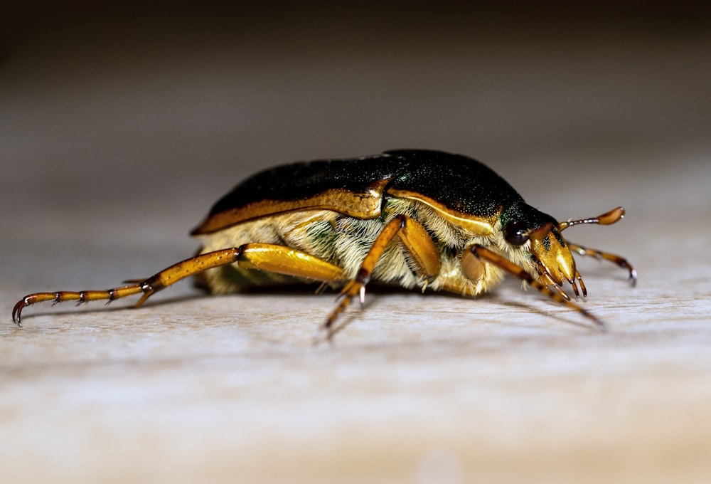 black and brown beetle on brown surface in close up photography