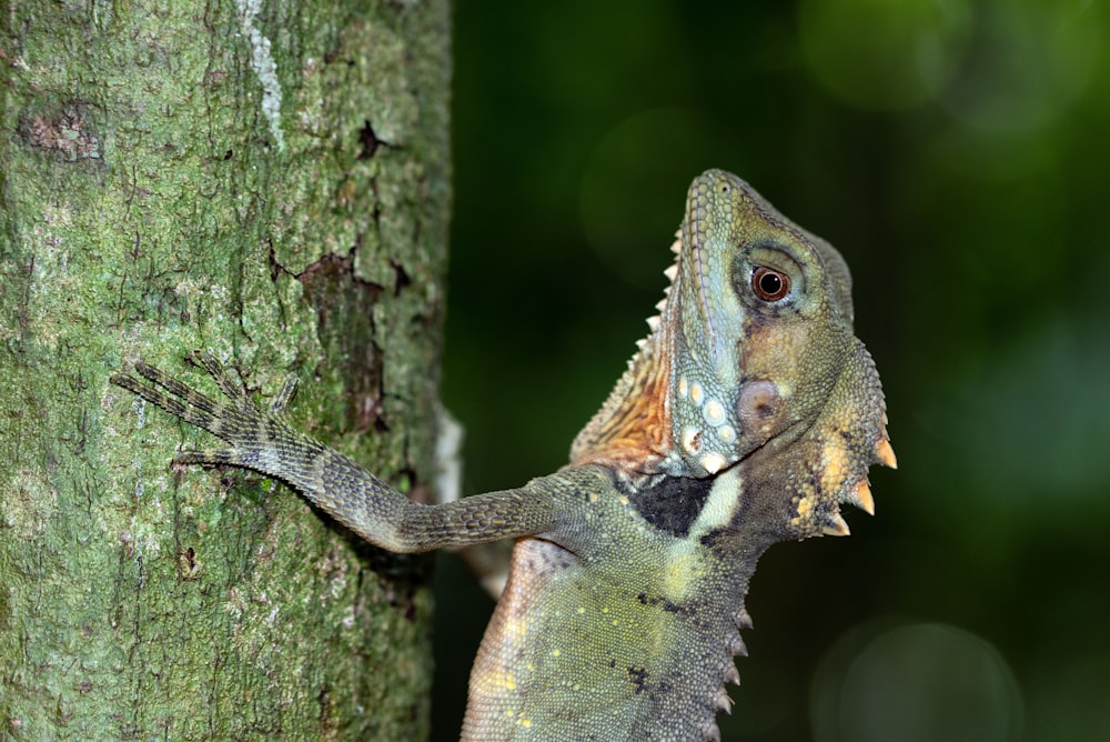 brown and green bearded dragon on brown tree trunk