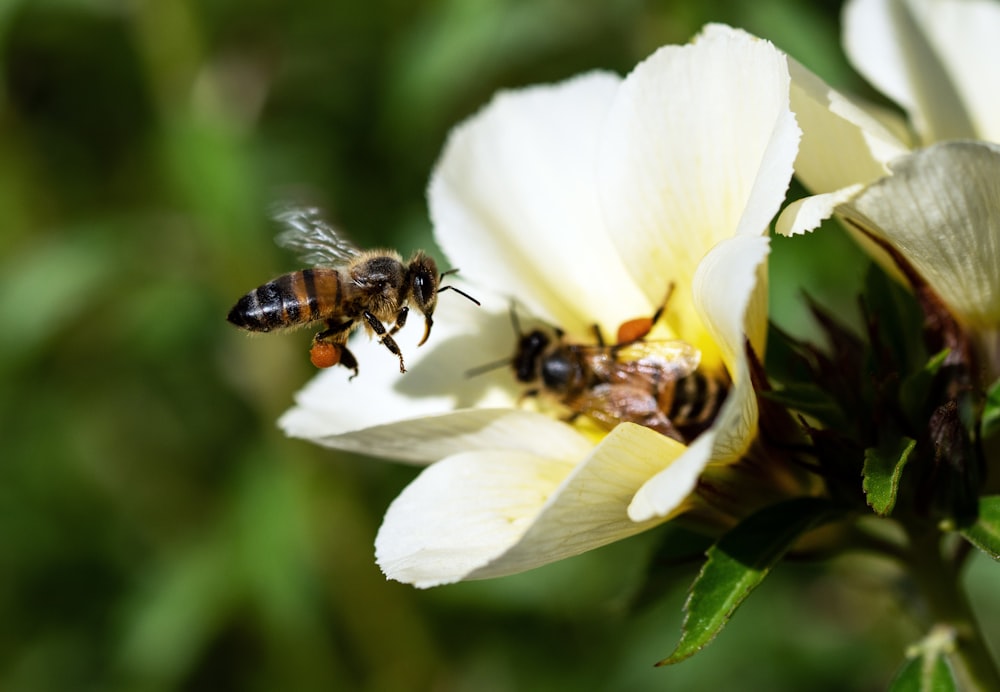 abelha preta e amarela na flor branca