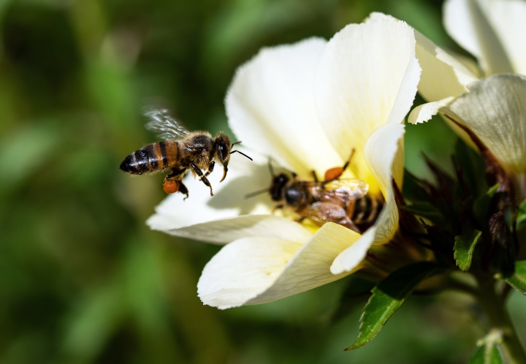 black and yellow bee on white flower