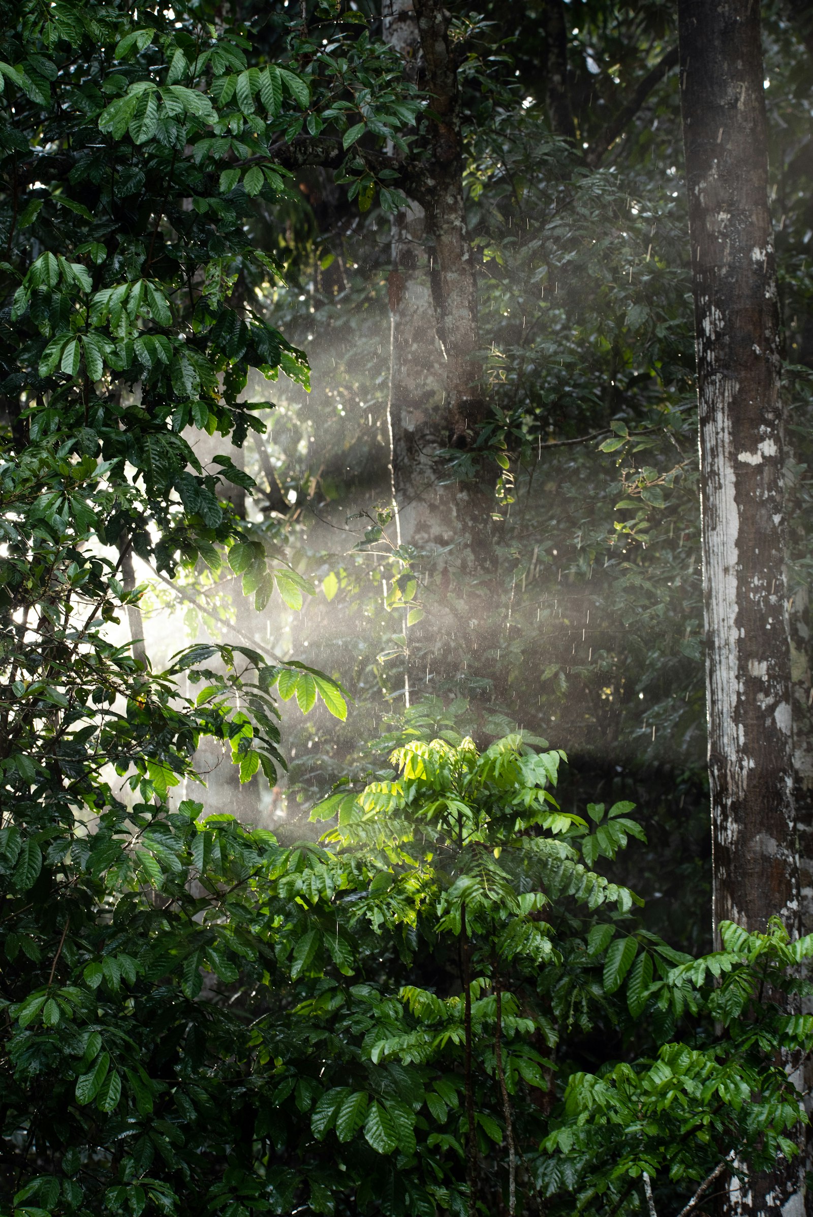 Nikon D750 + Sigma 150-600mm F5-6.3 DG OS HSM | S sample photo. Green leaves on brown photography