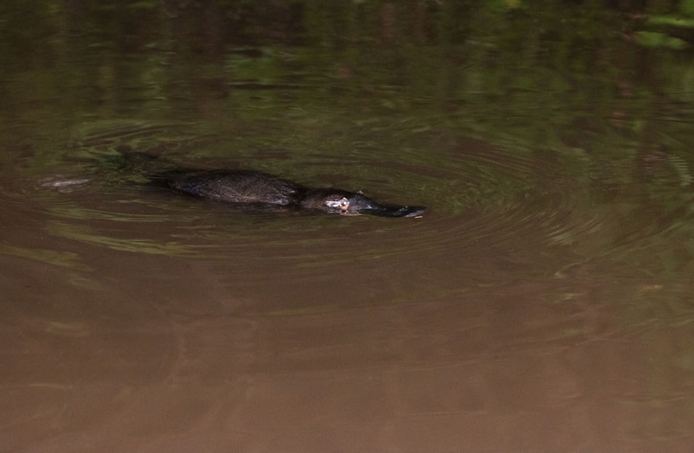 black duck on water during daytime