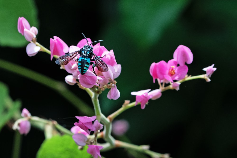 abelha preta e amarela na flor cor-de-rosa