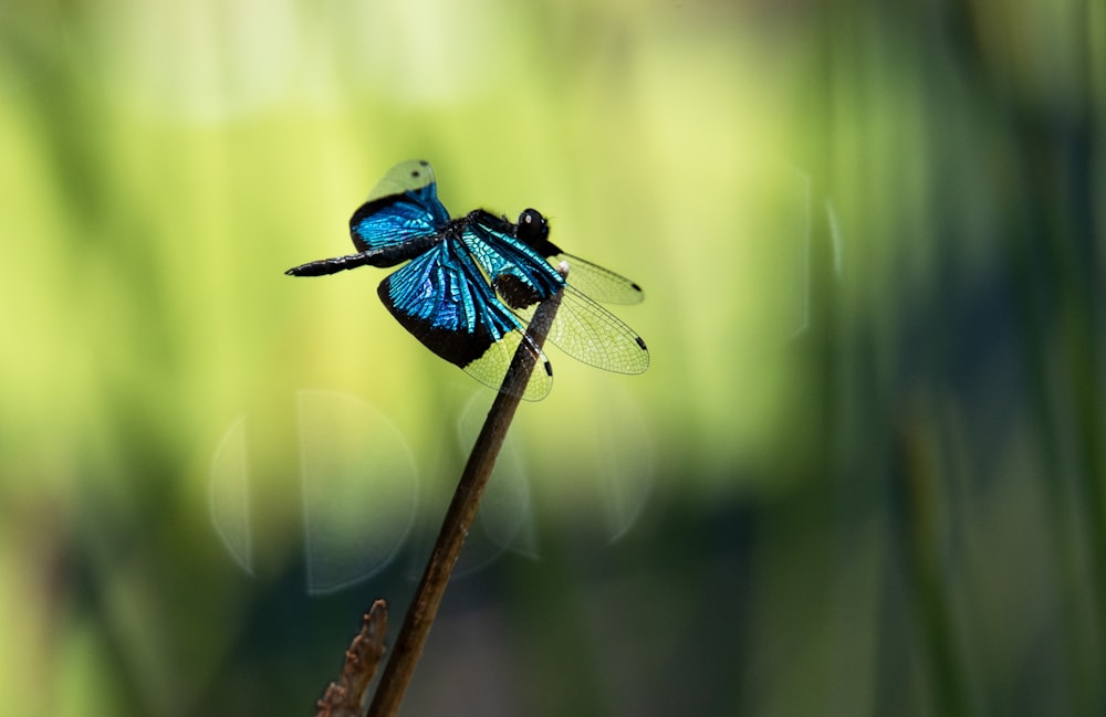 libélula azul e preta empoleirada em bastão marrom em fotografia de perto durante o dia