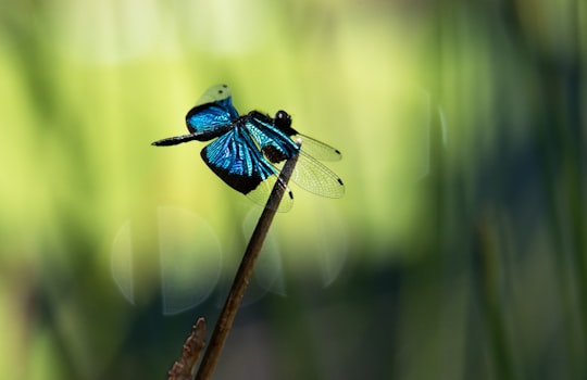 blue and black dragonfly perched on brown stick in close up photography during daytime in Lake Barrine QLD Australia