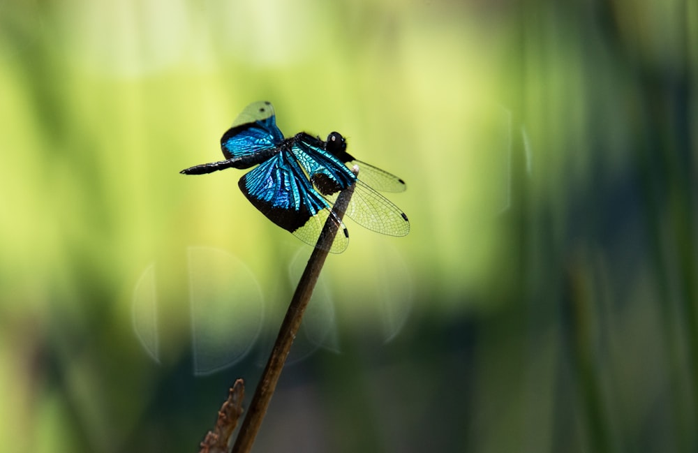 blue and black dragonfly perched on brown stick in close up photography during daytime