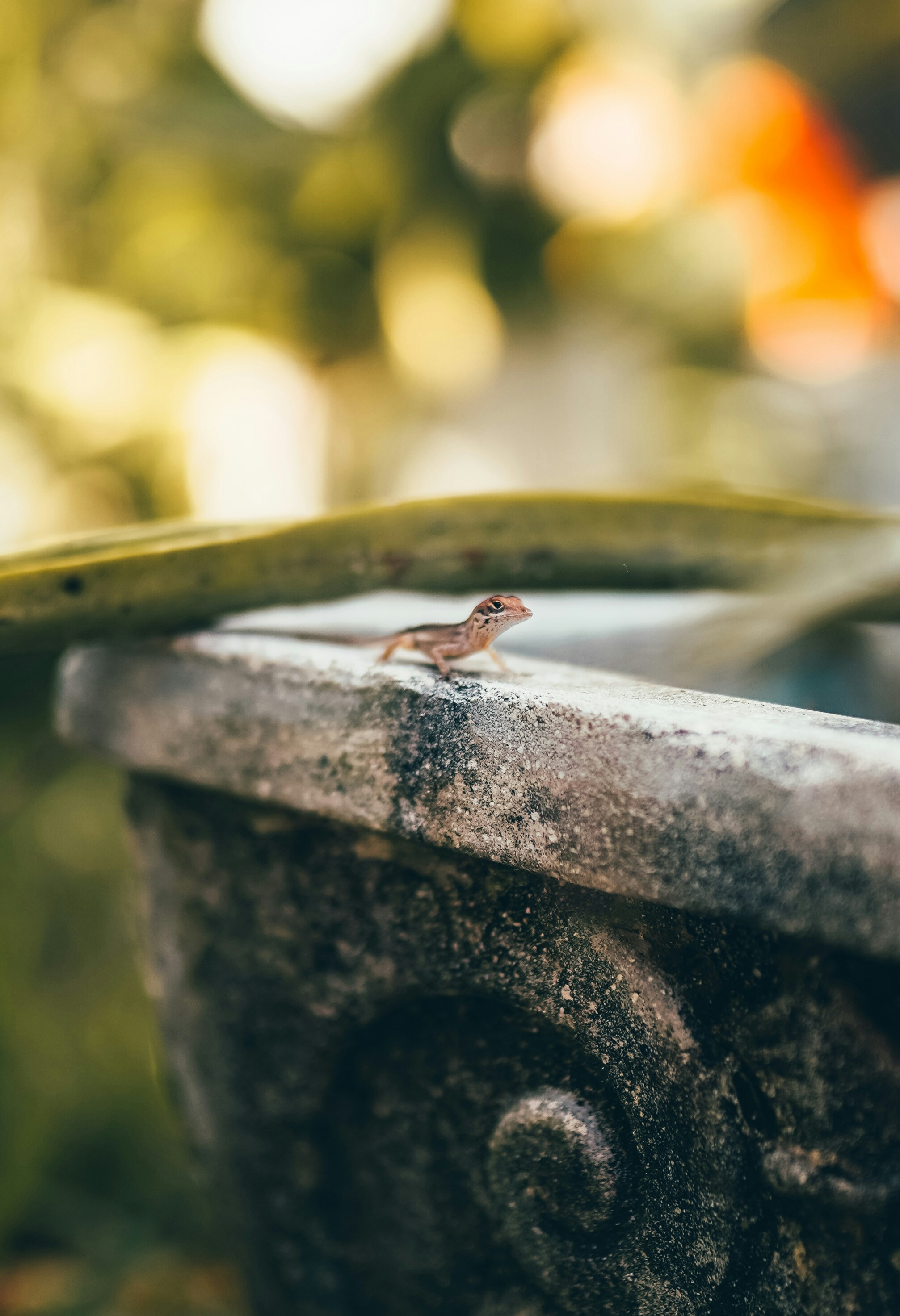 brown lizard on grey concrete
