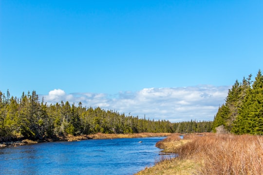 green trees beside river under blue sky during daytime in Whitbourne Canada