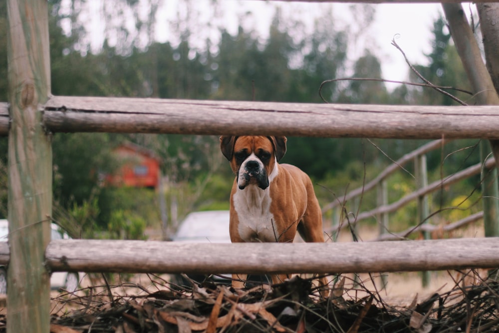 brown and white short coated dog on brown wooden fence during daytime