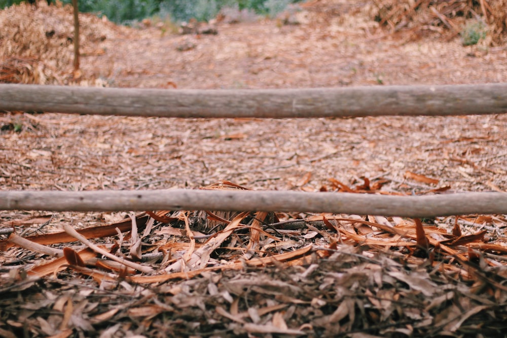 brown wooden fence on brown dried leaves