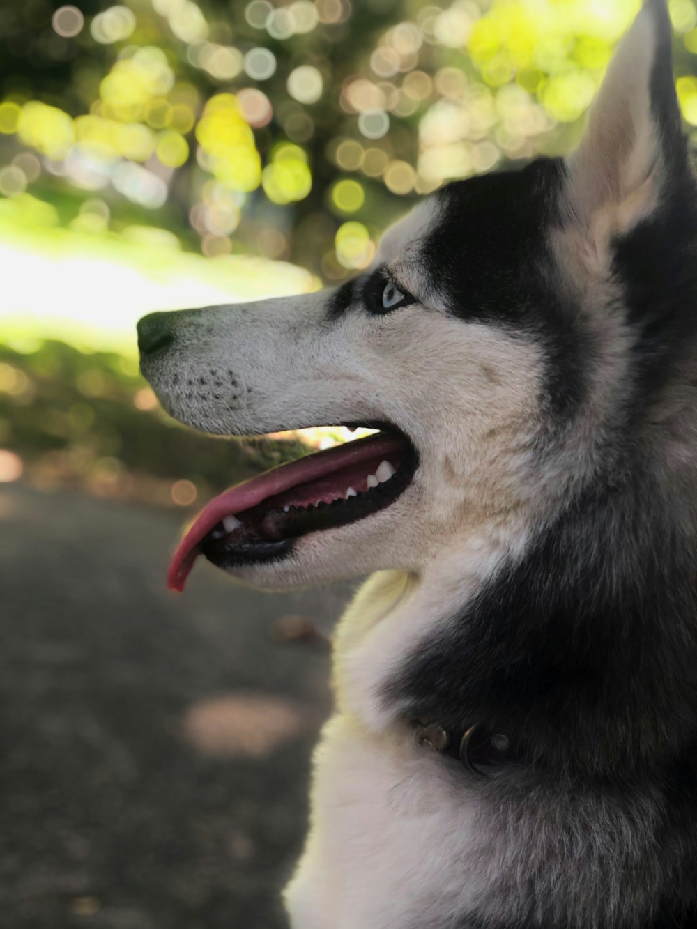 black and white siberian husky