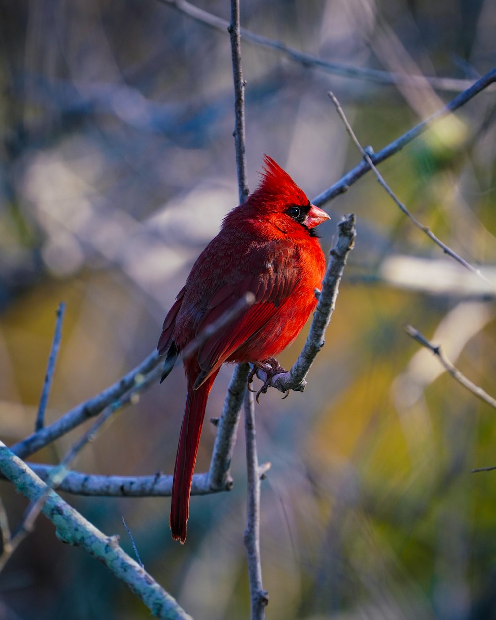 red cardinal bird on gray metal wire during daytime