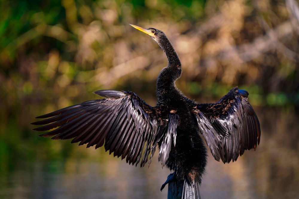 black and white bird flying during daytime