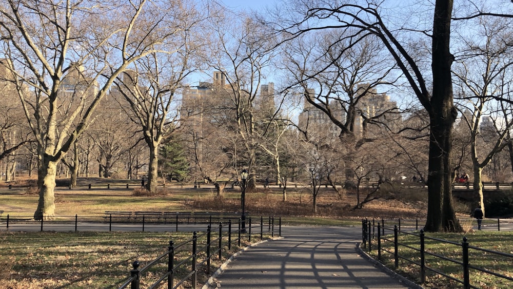 brown trees on green grass field during daytime