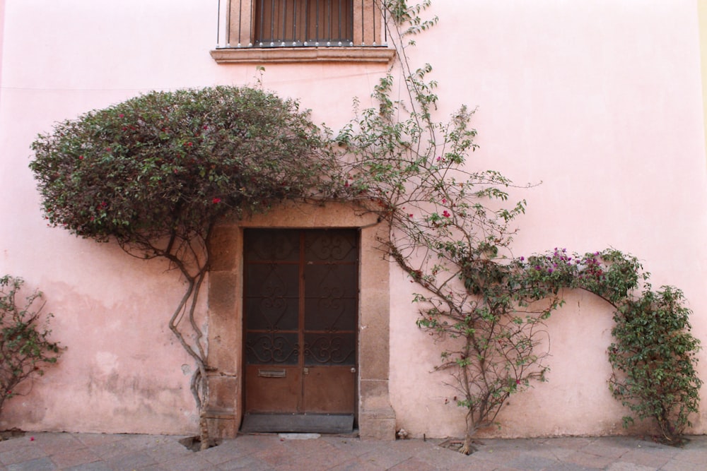 brown wooden door with green plant