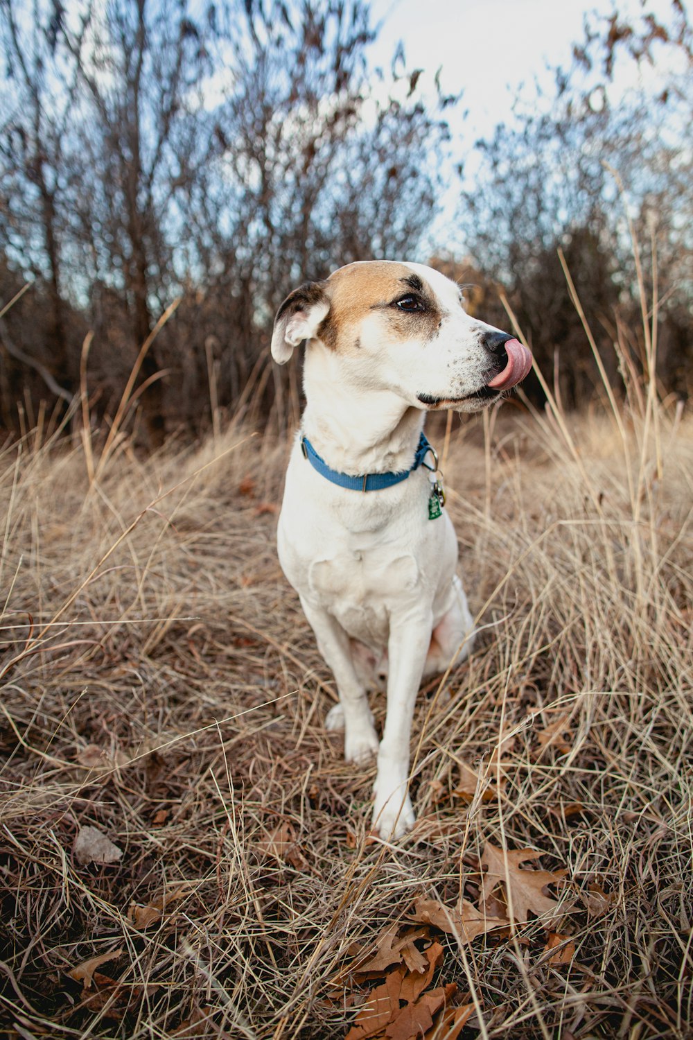 white and brown short coated dog on brown grass field during daytime