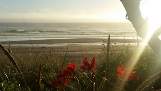 A serene seaside view with blooming wildflowers gently swaying in the breeze under a soft morning light.