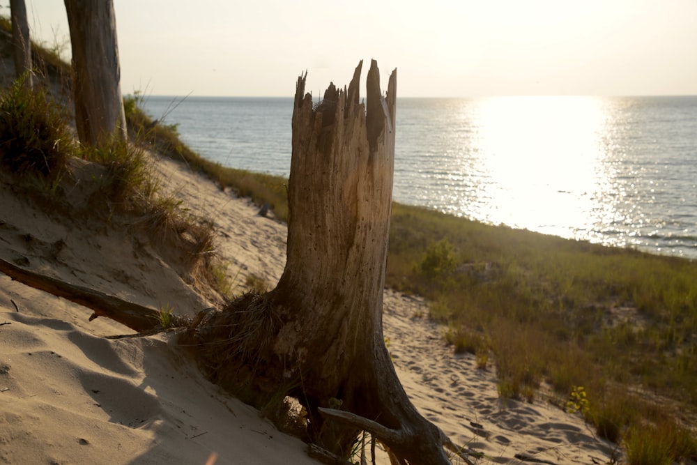 brown tree trunk on brown sand near body of water during daytime