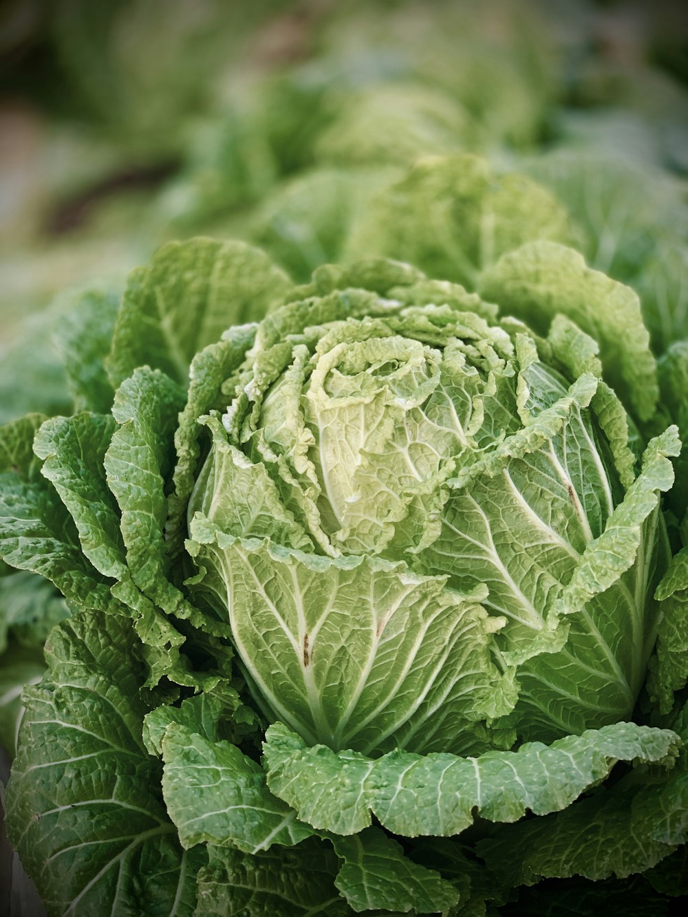 green leaf plant in close up photography