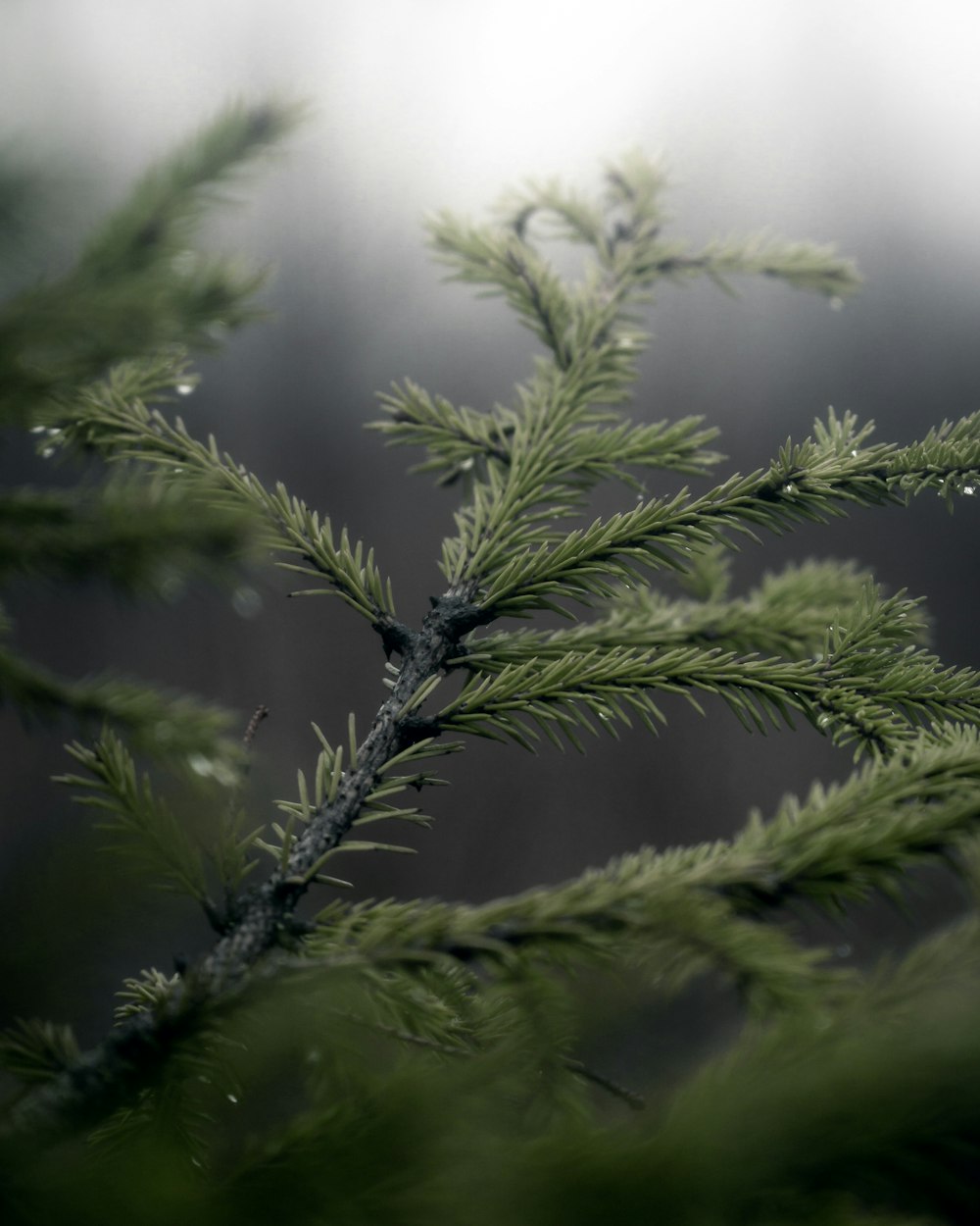 green leaf plant in close up photography