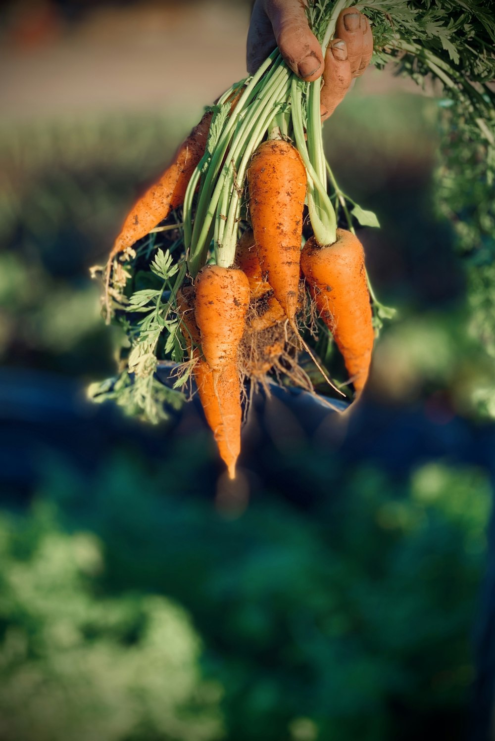 orange and green plant in tilt shift lens