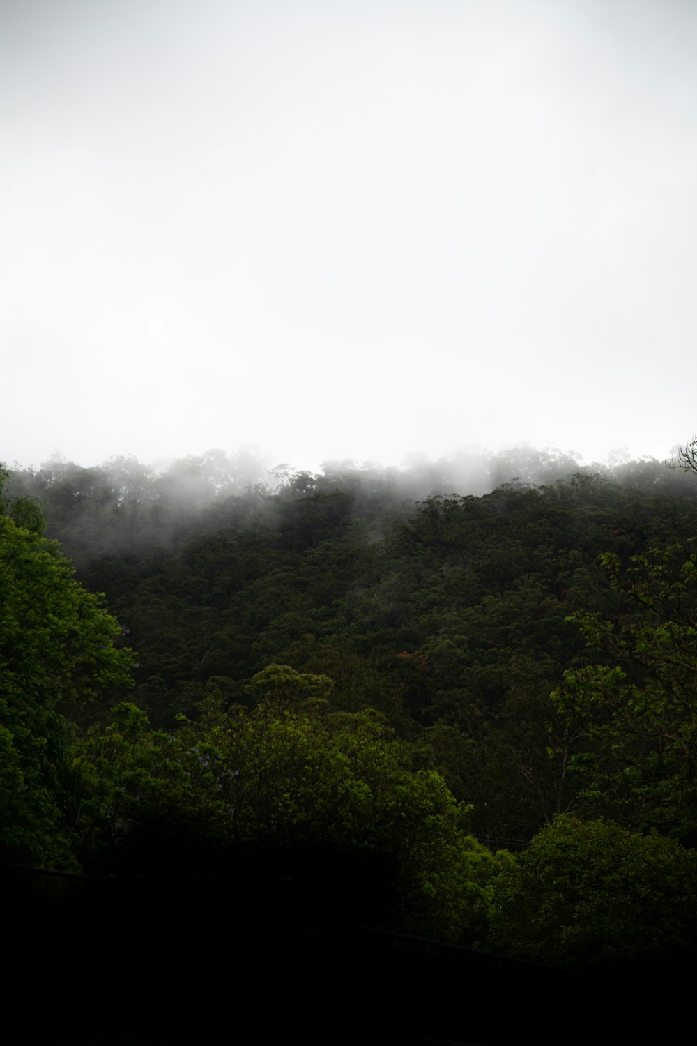 green trees on mountain during daytime