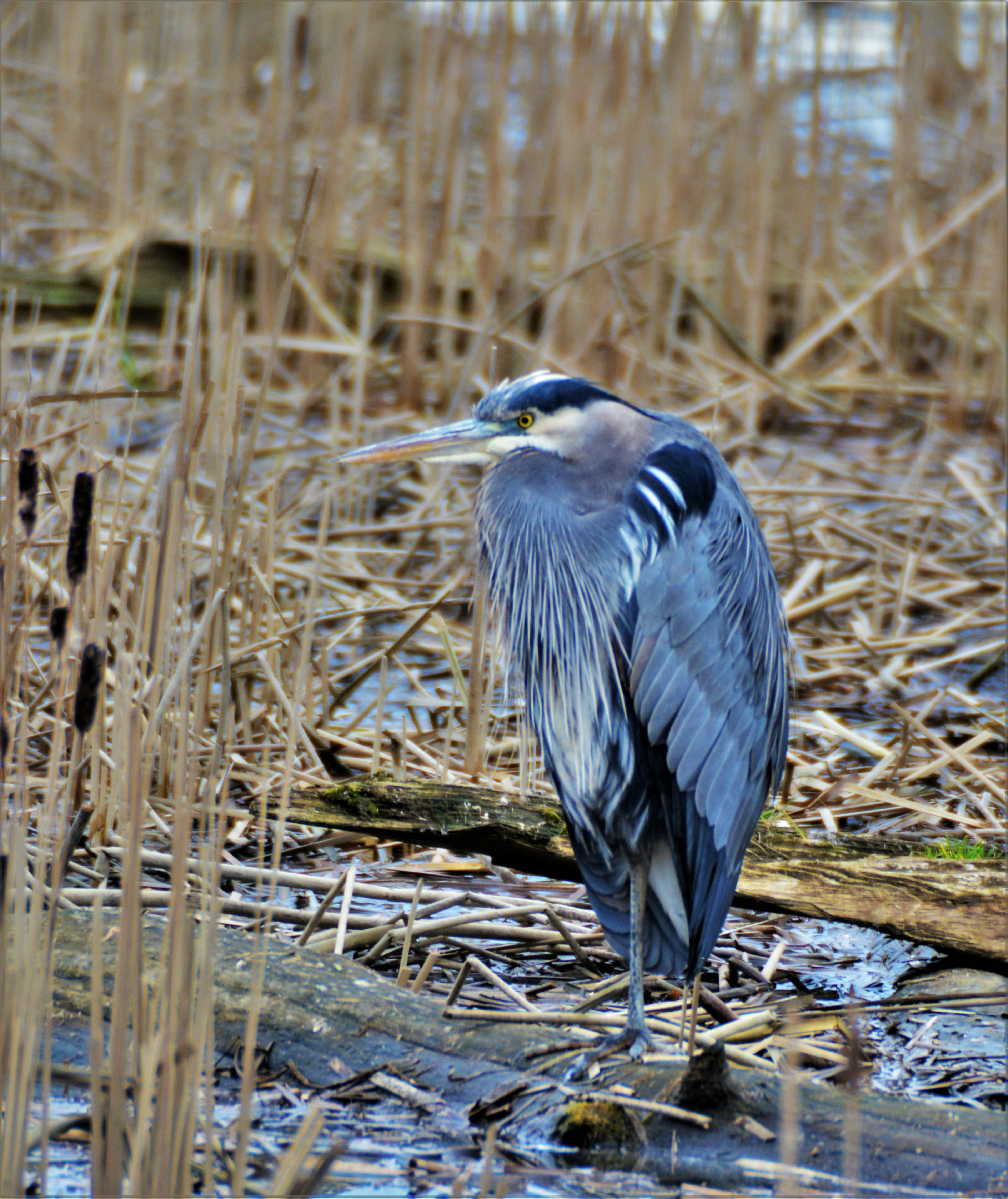 Photo by bryanhanson