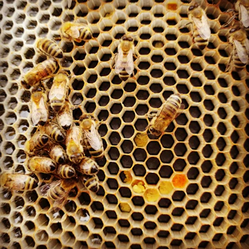 brown and black bee on yellow metal fence