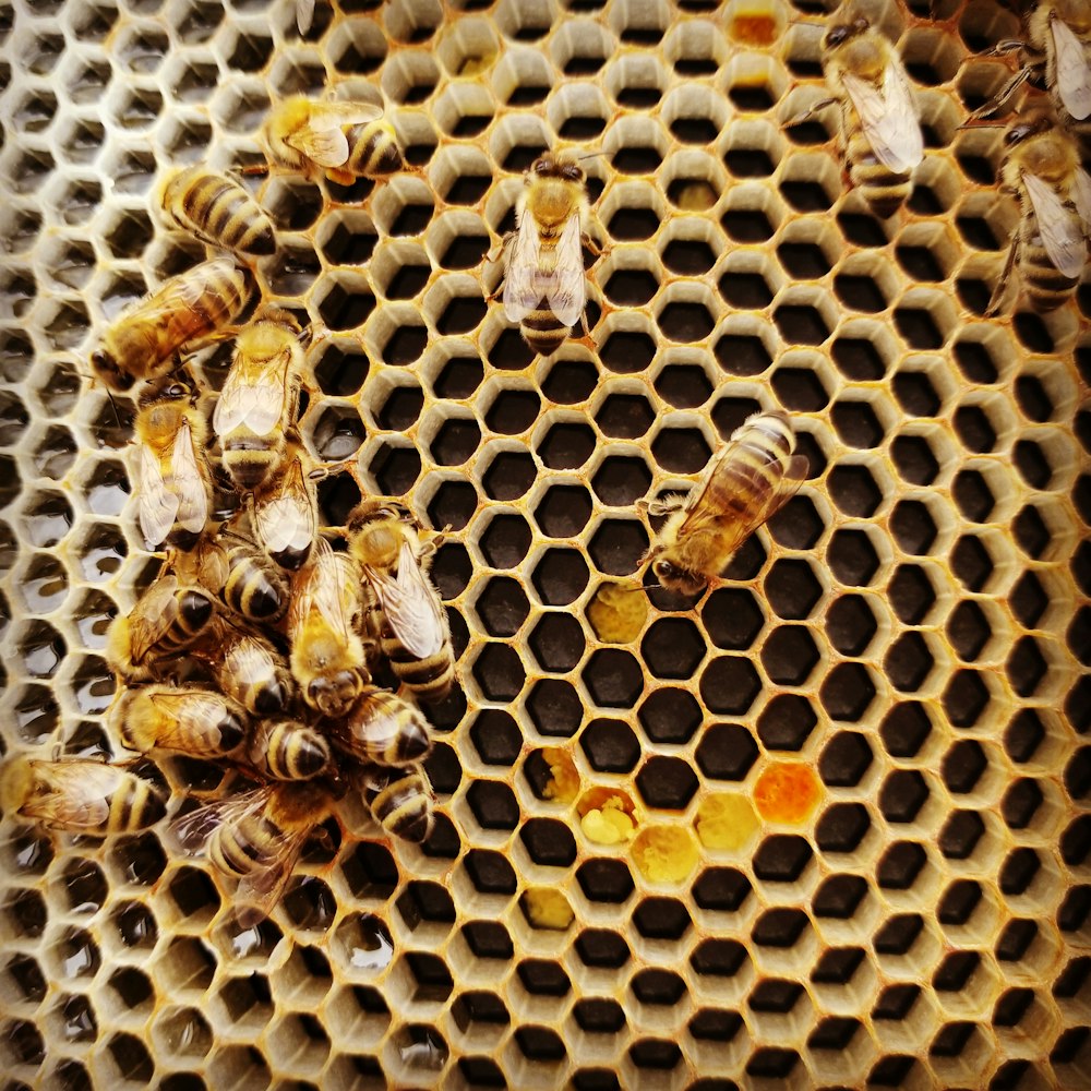 brown and black bee on yellow metal fence