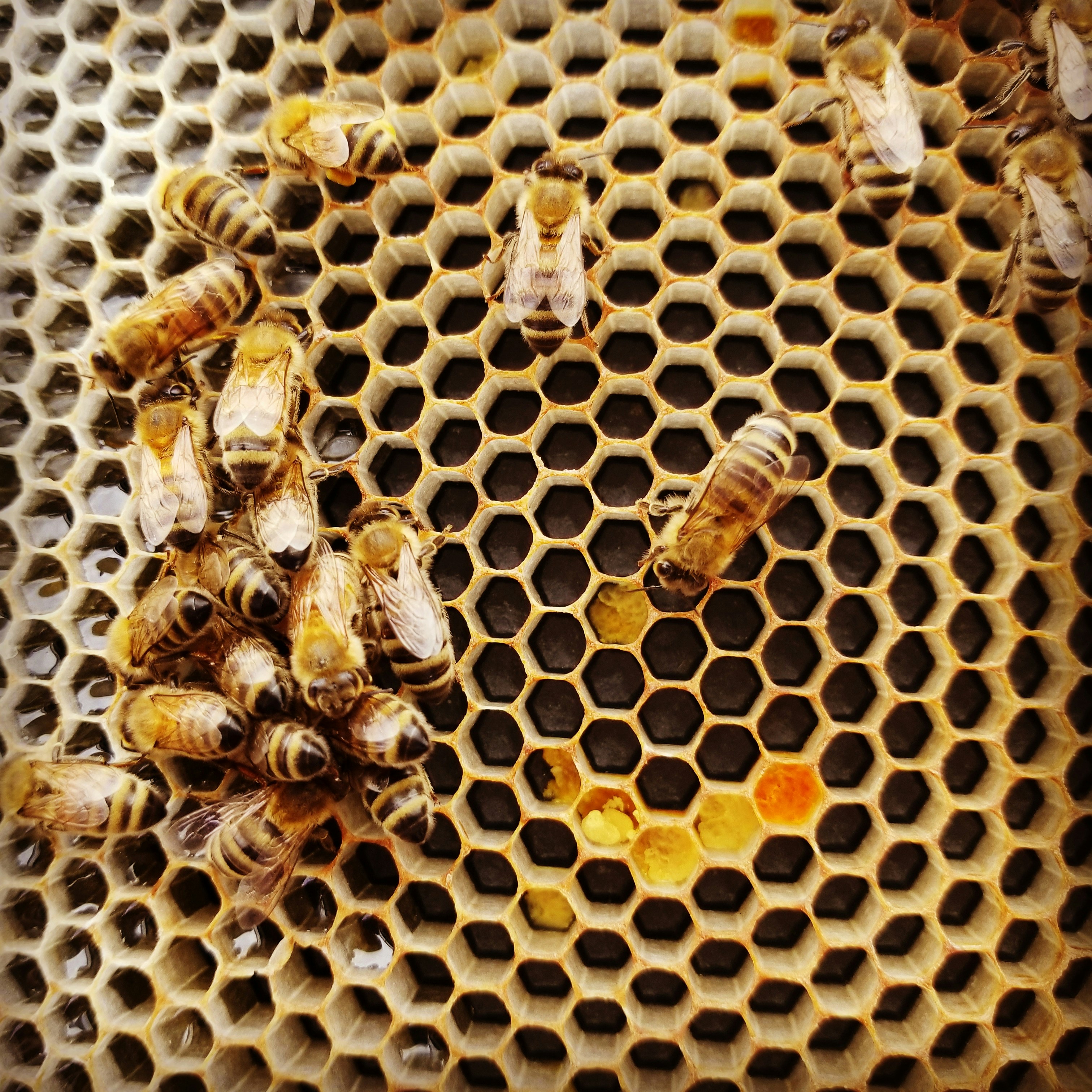 Honeybees, Harmony, & Humanity