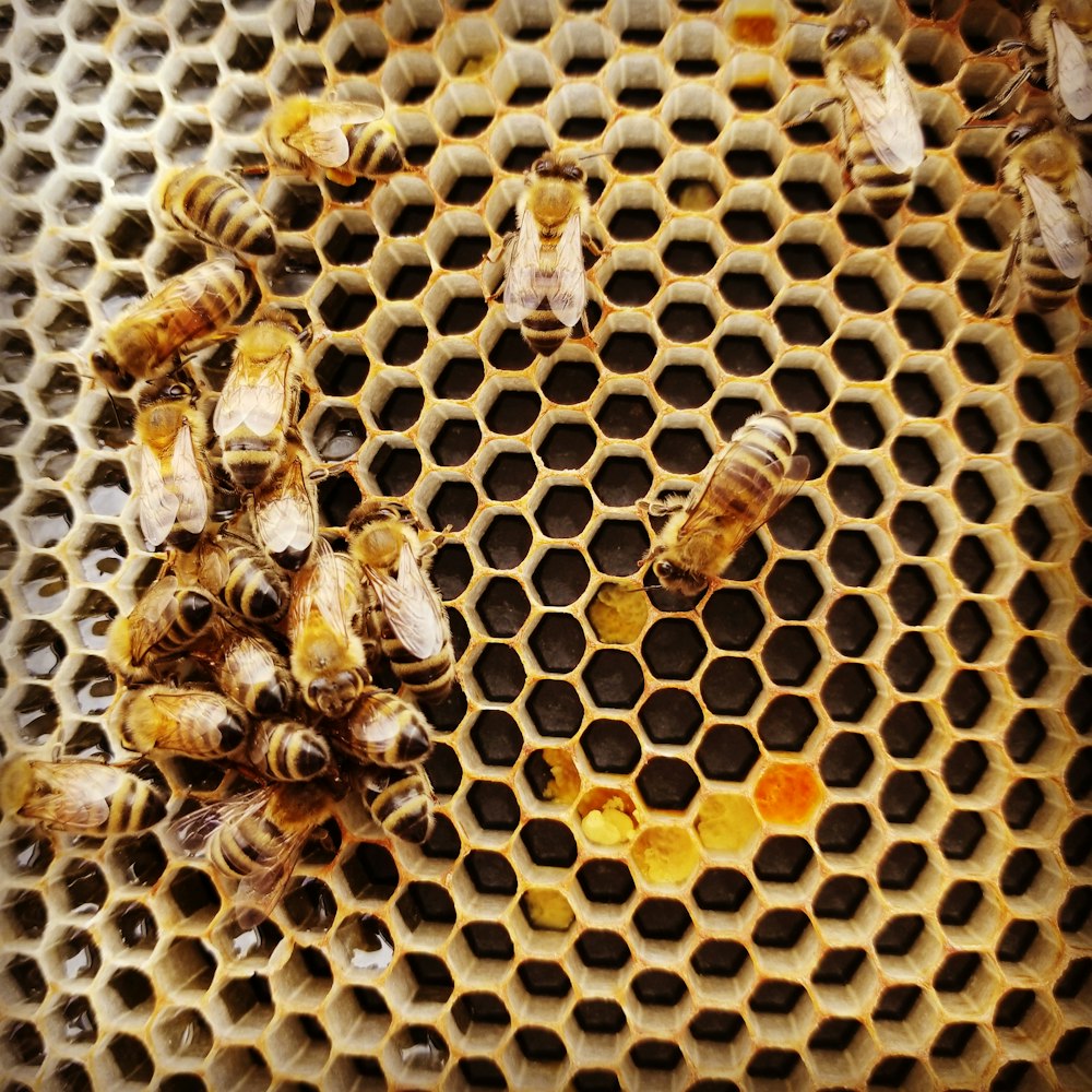 braune und schwarze Biene auf gelbem Metallzaun