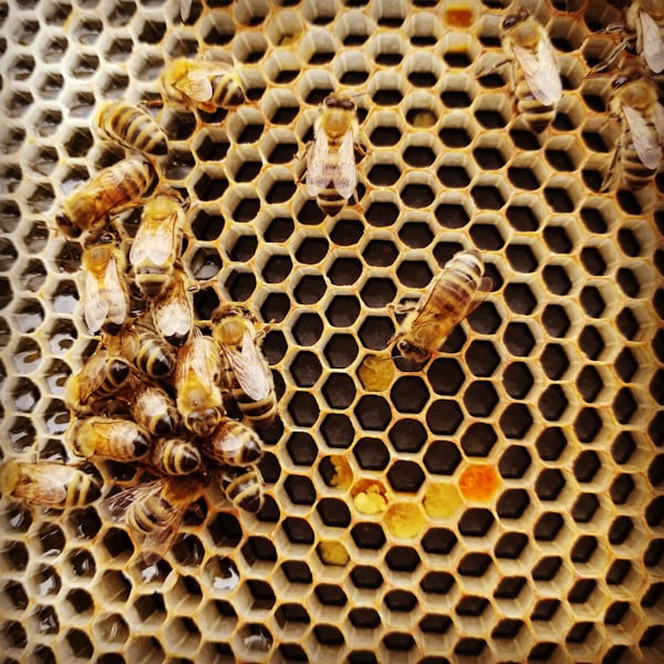 Bee Breeding