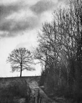 A moody black-and-white photograph capturing rural landscapes with a haunting, ethereal glow.