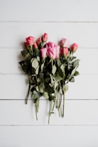 pink roses on white wall