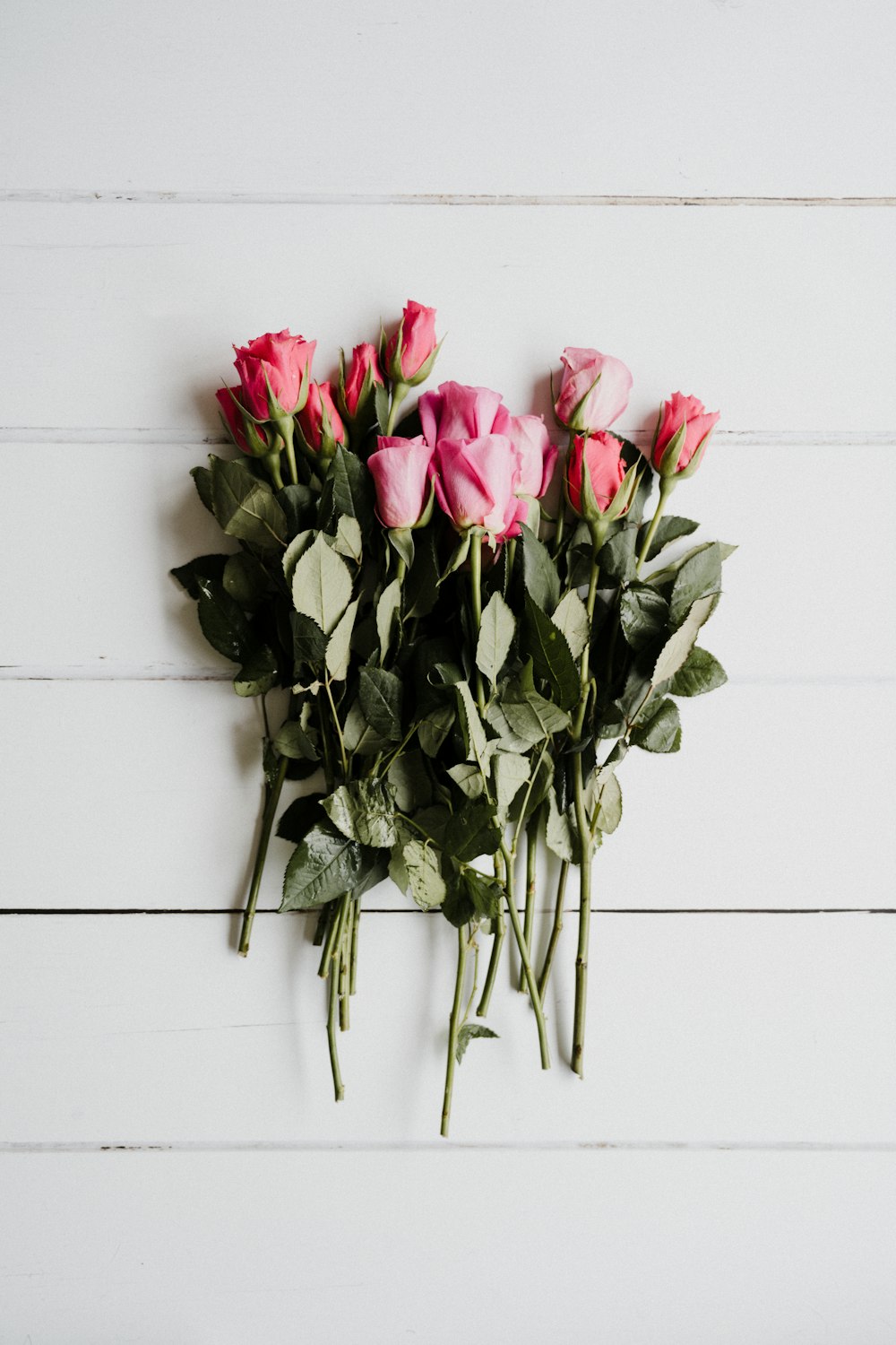 pink roses on white wall