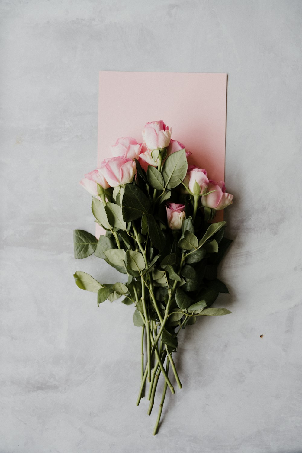 白い壁にピンクのバラ