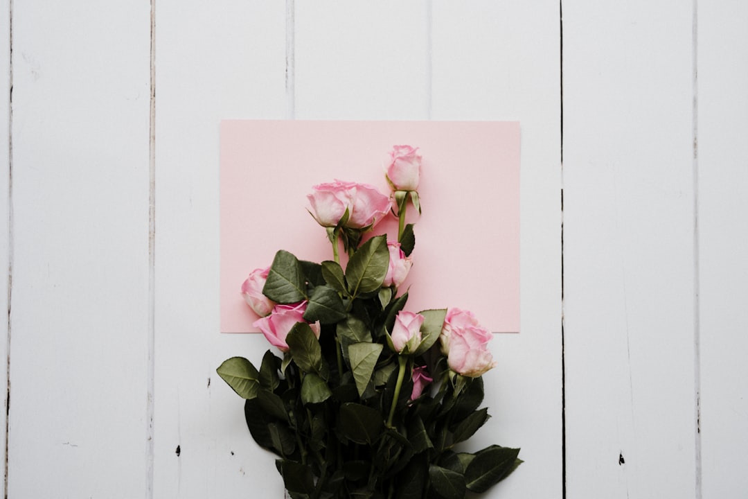 Pink roses on white wooden background, feminine, minimal, valentines