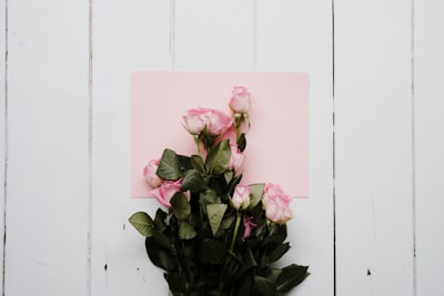 pink flower on black pot valentines google meet background