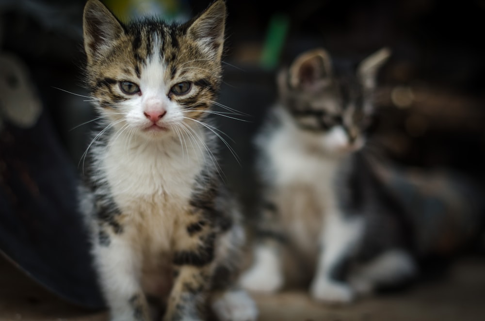 brown white and black cat