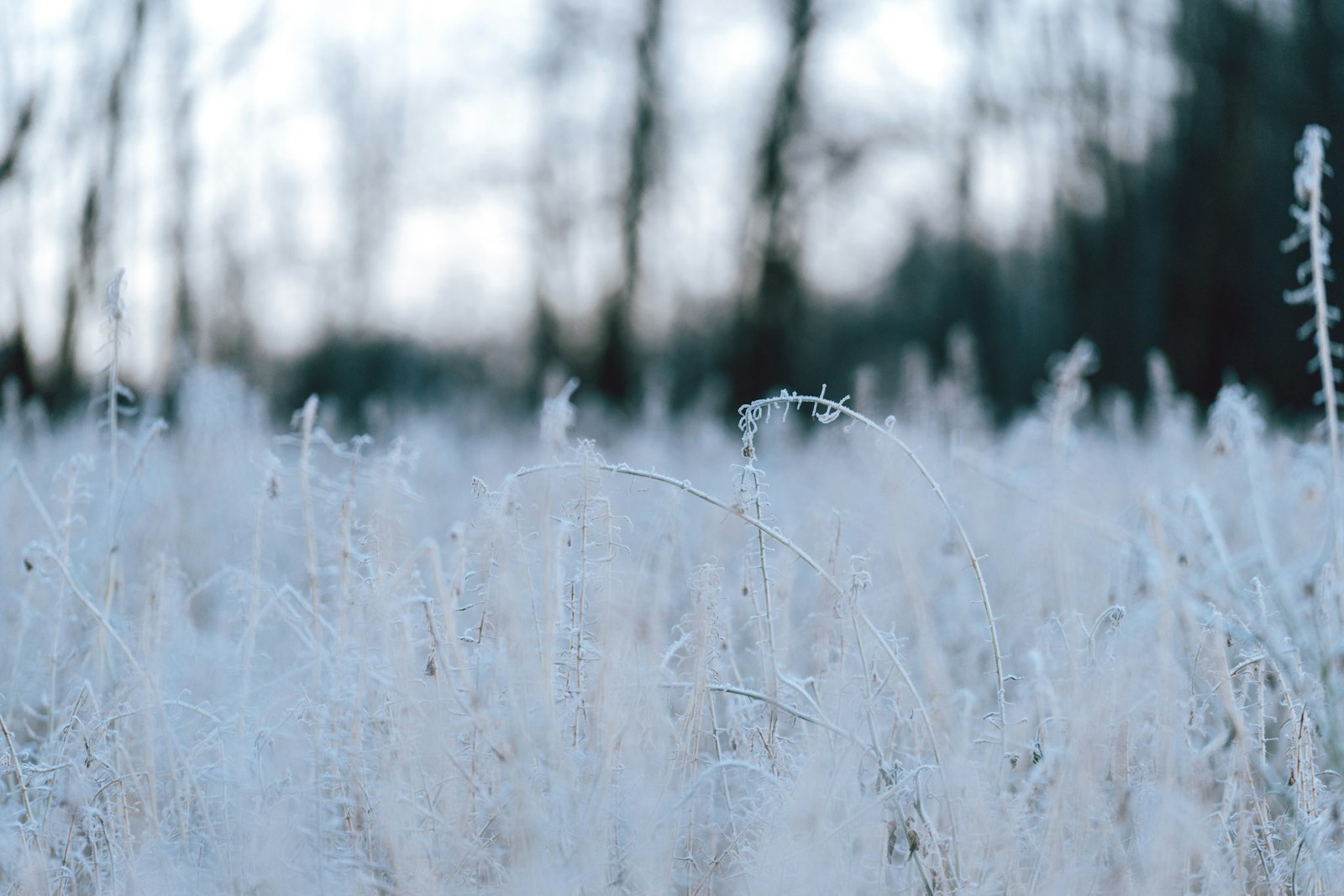 Sony a7 + Sony FE 70-200mm F4 G OSS sample photo. White grass field during photography