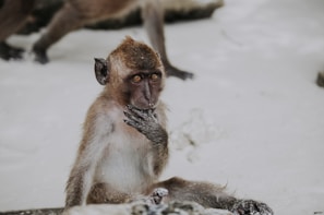 A monkey is sitting on a snow-covered surface, with its hand touching its mouth. It appears to be contemplative or curious, with fur slightly covered in snow.