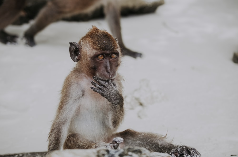 brown monkey on snow covered ground during daytime