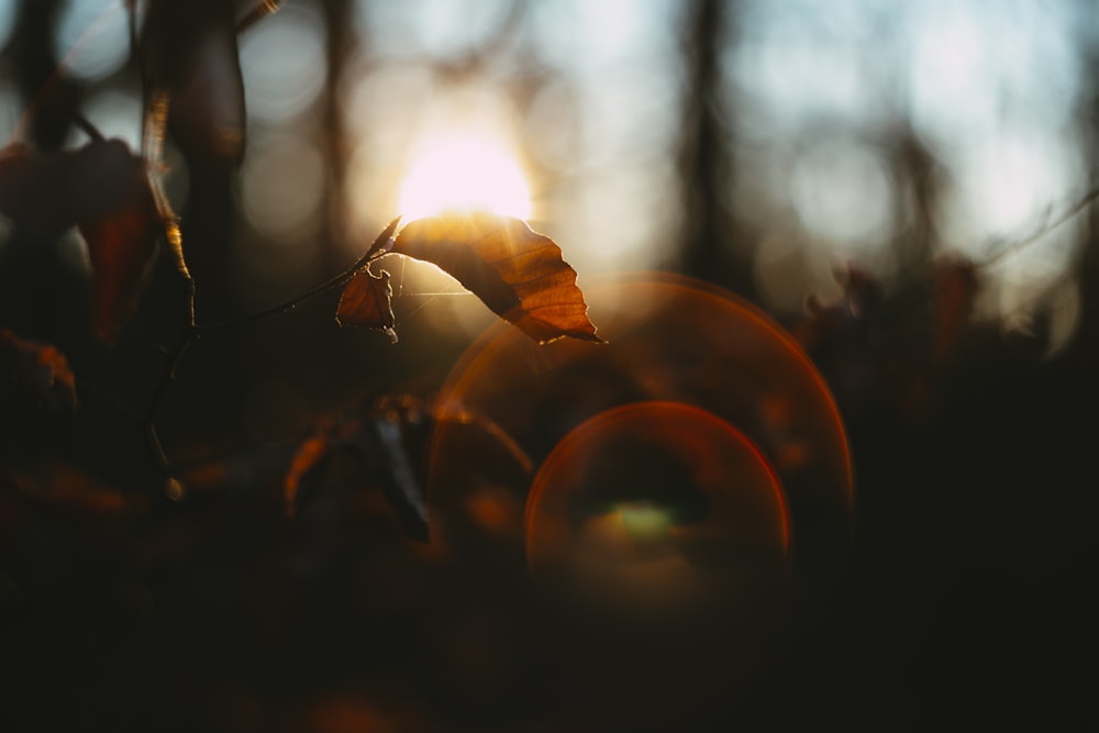 Fotografía bokeh de hojas marrones durante el día