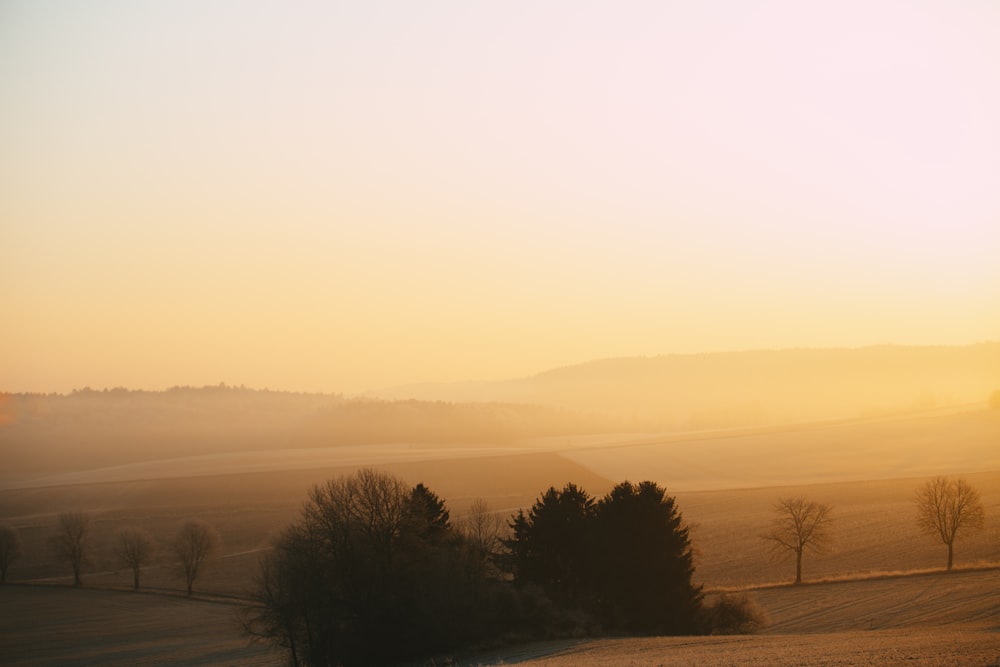 silhouette of trees during sunset