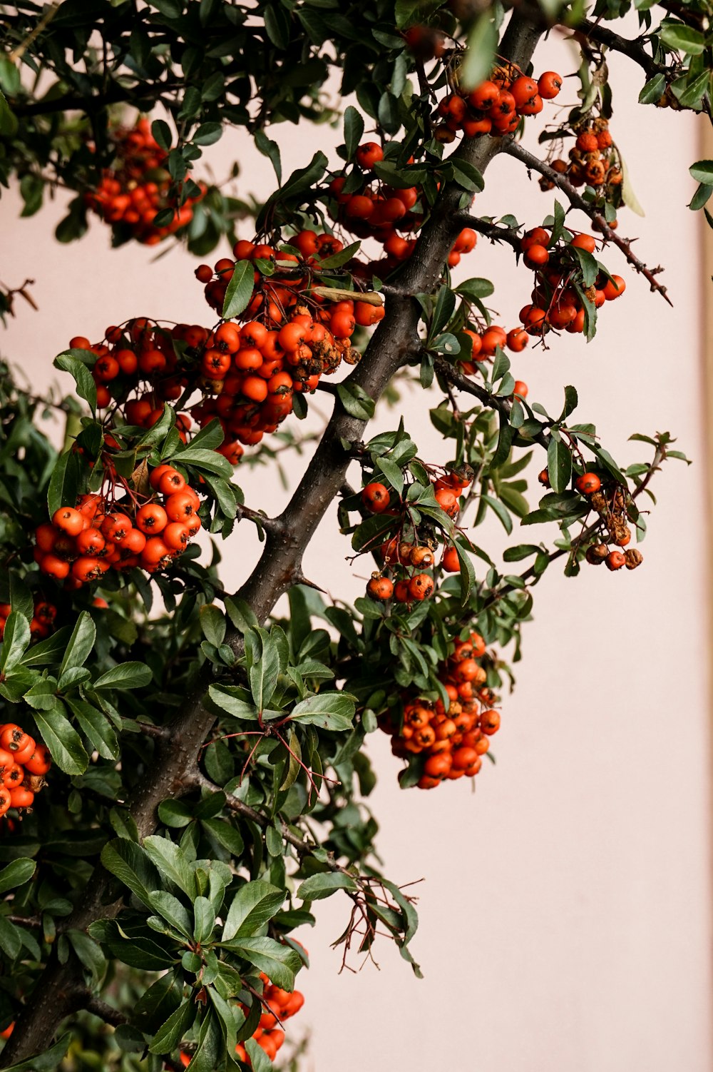 frutos redondos vermelhos e amarelos na árvore