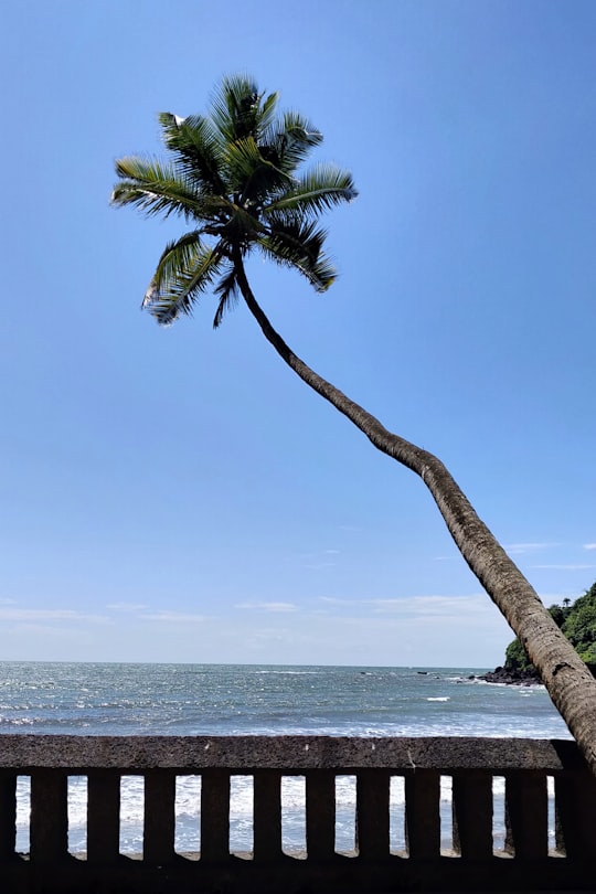 palm tree near body of water during daytime in Goa India